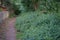 Urtica dioica grows at the edge of the forest in June. Berlin, Germany