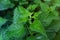 Urtica dioica or nettle in garden. Stinging nettle, medicinal plant used as bleeding, diuretic, antipyretic, wound healing,