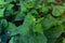 Urtica dioica or nettle in garden. Stinging nettle, medicinal plant used as bleeding, diuretic, antipyretic, wound healing,