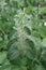 Urtica dioica, often called common nettle, stinging nettle, or nettle leaf, a young plant in a forest in a clearing. The first