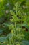 Urtica dioica or stinging nettle, in the garden. Stinging nettle, a medicinal plant that is used as a bleeding, diuretic,