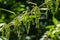 Urtica dioica or stinging nettle, in the garden. Stinging nettle, a medicinal plant that is used as a bleeding, diuretic,