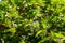 Urtica dioica or stinging nettle, in the garden. Stinging nettle, a medicinal plant that is used as a bleeding, diuretic,