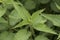 Urtica sp nettles stinging plant with sharp acid-filled spines of deep green color with ribs serrated edge of the leaf on deep