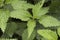 Urtica sp., nettles stinging plant with sharp acid-filled spines of deep green color with ribs serrated edge of the leaf on deep