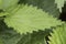 Urtica sp nettles stinging plant with sharp acid-filled spines of deep green color with ribs serrated edge of the leaf on deep