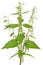 Urtica urens (Stinging nettle) plant