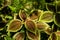 Urticaceae Pilea moon valley Panamiga friendship plant background