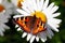 Urticaria butterfly on daisy flower, consuming nectar  through the proboscis
