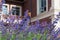 The Urticaria Butterfly Sits On Purple Flowers Nepeta Ð¡ataria Against The Blurred Background Of A Private Red Brick House