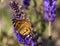 Urticaria butterfly sitting on a sage flower.