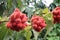 Urucum or Achiote tree with Red fruits growth on plant ready to harvest, Bixa Orellana or annatto in a group