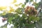 The urucum tree with many fruits hanging