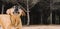 Uruguayan cimarron breed dog hunting in the field.