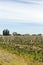 Uruguayan wine grapevines.