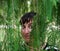 Uruguayan woman with brown eyes posing behind the leaves of a pine tree