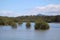 Urunga boardwalk through mangrove trees