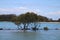 Urunga boardwalk through mangrove trees