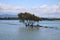 Urunga boardwalk through mangrove trees