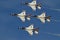 US Air Force Thunderbird fighter jets performing aerial maneuvers during an air show in Atlanta, GA