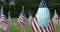 US American flags blowing in the wind with medical face mask hanging off USA flag