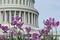 US Capitol building dome with tulips foreground, Washington DC, USA