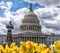 US Capitol Building in Washington DC, a government building iconic landmark symbol of democracy