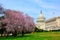 US Capitol Hill in cherry bloom