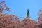 US Capitol Hill in cherry bloom