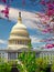 The US Capitol on a sunny spring day with cherry blossoms, Washington DC