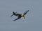 US Chance Vought Corsair aircraft