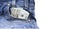 US dollars or money in Blue Denim Jeans Pocket, Concept on earning money, saving money