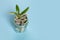 US dollas with growing up green plant on blue background. Profit, income and earnings concept
