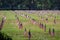 Us flags in a veterans cemetery on Veterans day