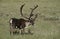 USA Alaska Caribou standing on field