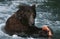 USA Alaska Katmai National Park Brown Bear feeding on salmon in river