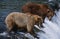 USA Alaska Katmai National Park two Brown Bears catching Salmon standing in river above waterfall side view