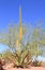 USA, Arizona: Blooming Utah Agave