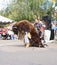 USA, Arizona: Buffalo and Indian - A Buffalo Tribute Dance