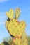USA, Arizona: Prickly Pear Cactus - Two Prickly Hearts