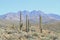 USA, Arizona: Saguaro Landscape at the Foothills of Four Peaks