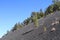 USA, Arizona/Sunset Crater: Cinder Slope with Pines