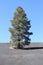 USA, AZ/Sunset Crater: Lone Pine in Cinder Field