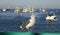 USA, California, Catalina Island - November 24, 2009: seagull on the background of yachts and boats anchored in the town of Avalon