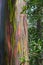 USA, Hawaii, Maui, Rainbow Eucalyptus Tree with peeling bark