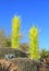 USA, Phoenix/Arizona: Chihuly Exhibit - Desert Towers, 2006