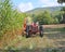USA, Vermont: Cutting Lush Corn