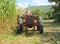 USA, Vermont: Harvesting Tall Corn