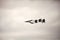 USAF McDonnell Douglas F-15 Eagle flying in formation flying