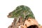 Usambara giant three-horned chameleon, on white